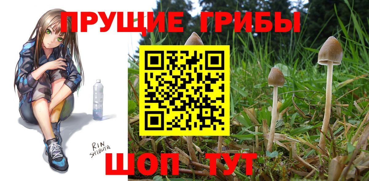 Псилоцибиновые грибы Psilocybine cubensis Корсаков